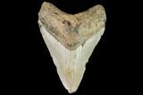 Fossil Megalodon Tooth - North Carolina #109671-1
